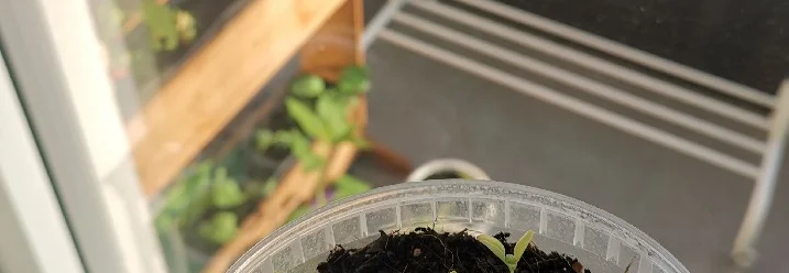 Kleine Pflänzchen in einem Topf